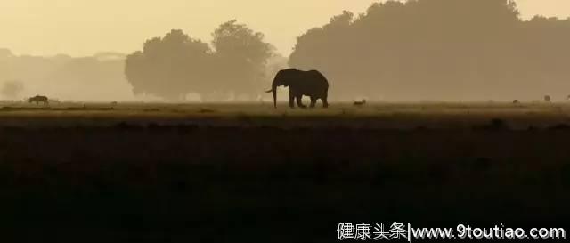 豆瓣8.9！小象：人类请不要拔我牙齿，我很疼