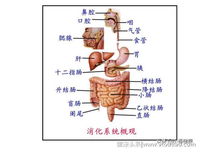 胃癌主要发生原因和五一节饮食