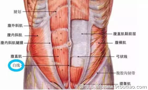 腹肌到底是6块还是8块？别再被误解了