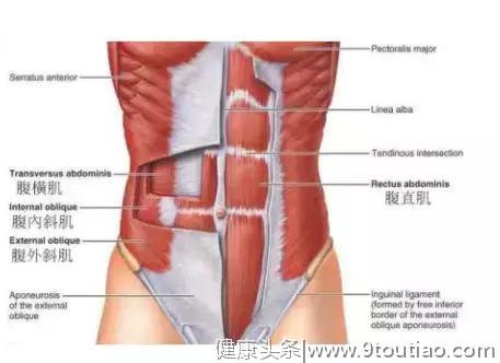 腹肌到底是6块还是8块？别再被误解了