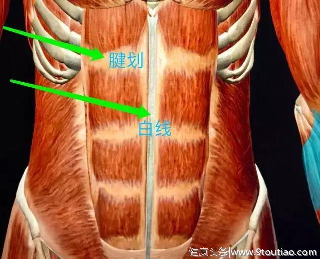 腹肌到底是6块还是8块？别再被误解了