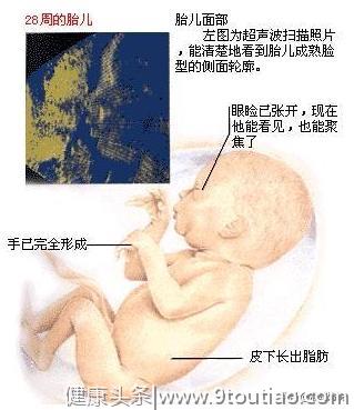 怀孕7个月了，关于胎儿的胎位和胎动，你要了解的知识点都在这里