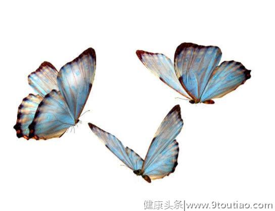 心理测试：选一只蝴蝶，测测你会遇到几个让你心动的人？