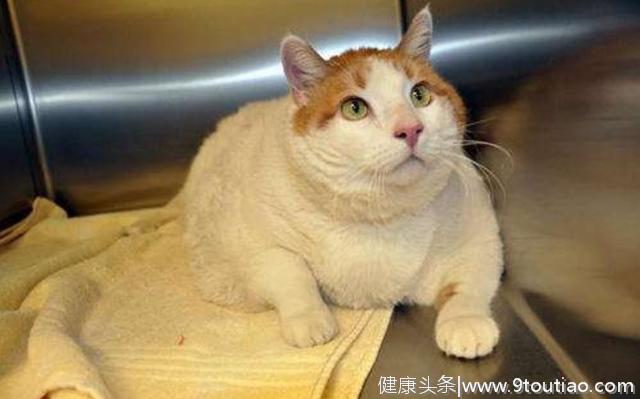 猫咪脂肪肝并非胖猫专属，瘦猫挨饿也会患病，预防需注意这三点！