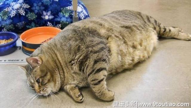 猫咪脂肪肝并非胖猫专属，瘦猫挨饿也会患病，预防需注意这三点！