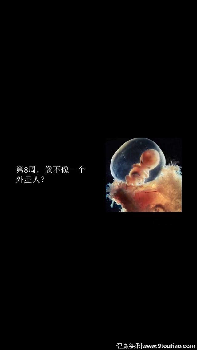 探秘：一组罕见实图，胎儿在子宫里成长全过程记录！生命太伟大了