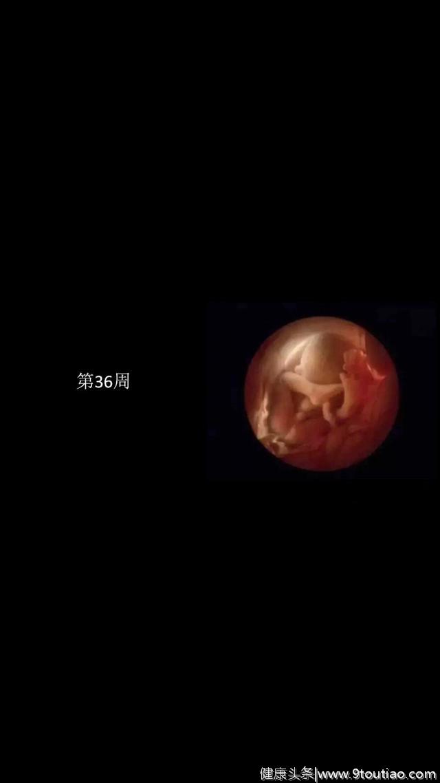 探秘：一组罕见实图，胎儿在子宫里成长全过程记录！生命太伟大了