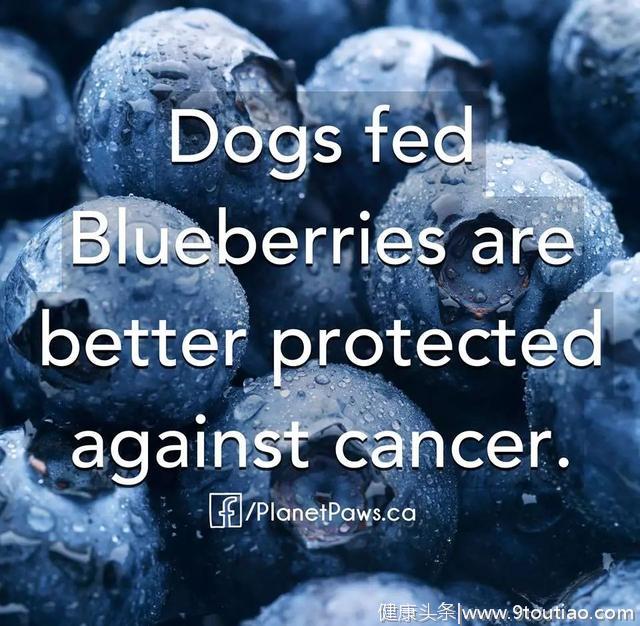 猫狗吃了抗肿瘤，抗癌，抗过敏，提高免疫力，变聪明的草药和水果