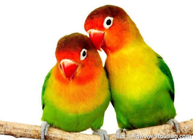 心理测试：选出你最喜欢的爱情鸟，测试你2019年的爱情运势好