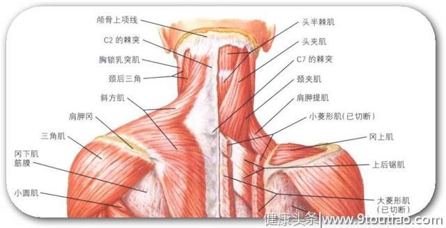 脖子肩背痛有了颈椎病，日常该如何保养？骨科医生：这2点最重要