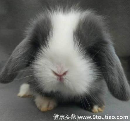 心理测试：4只兔子，哪只最可爱，测你今生会有几次真爱，准！