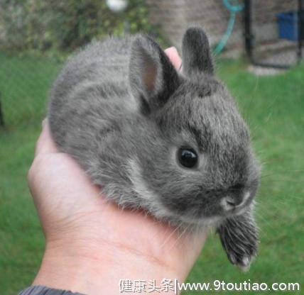 心理测试：4只兔子，哪只最可爱，测你今生会有几次真爱，准！