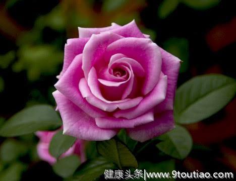 心理测试：4朵玫瑰花，哪朵最先凋谢，测你今生会经历几段爱情