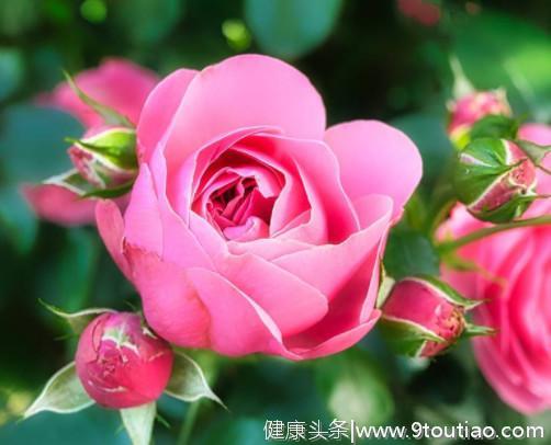 心理测试：4朵玫瑰花，哪朵最先凋谢，测你今生会经历几段爱情