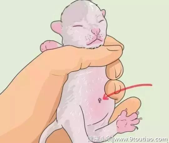 怀孕母猫如何照顾?怀孕期间及生产后的注意事项？