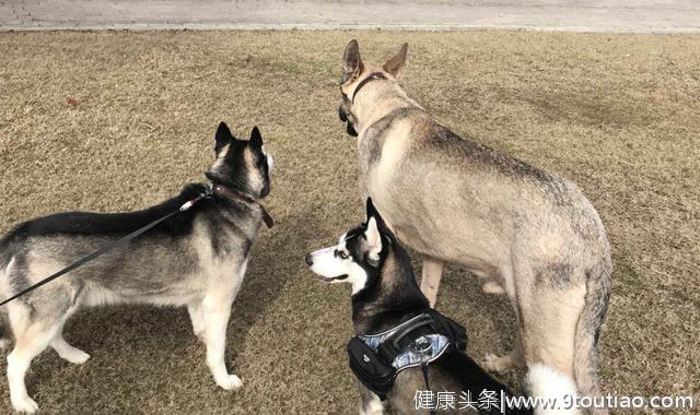 铲屎官为爱犬更换食谱，以生骨肉喂食后，狗狗身体健康还不拆家！