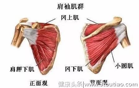 肩膀疼≠肩周炎，真正主因是肩袖损伤！千万别乱练，当心越练越痛