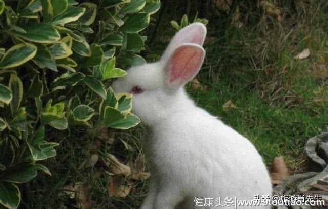 心理测试：哪只兔子看起来最好？测你内心的年龄是多大？我22
