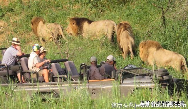 这可能是最惨的狮群：被虐待至脱发患病，得救后未来仍堪忧