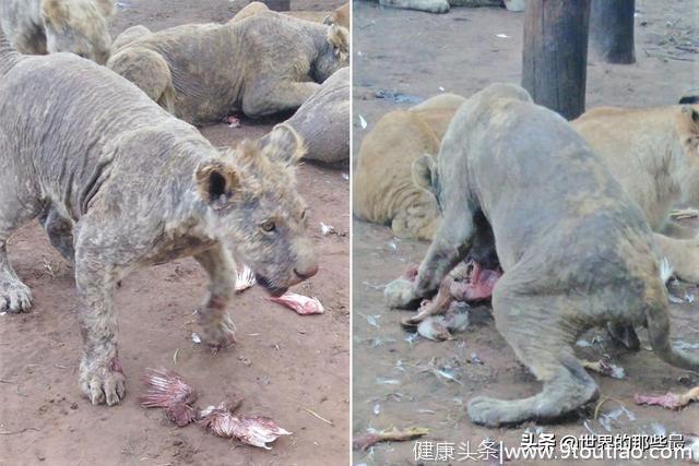 这可能是最惨的狮群：被虐待至脱发患病，得救后未来仍堪忧