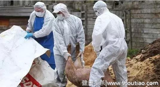 越南疫情已扑杀超120万头生猪！民间偏方能治非瘟？？