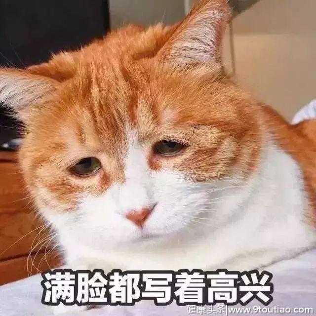 如何为猫咪做自制猫饭？一份营养均衡的自制食谱～