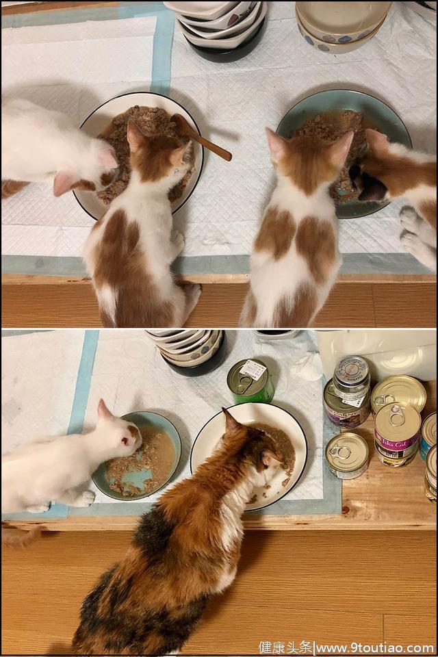 如何为猫咪做自制猫饭？一份营养均衡的自制食谱～