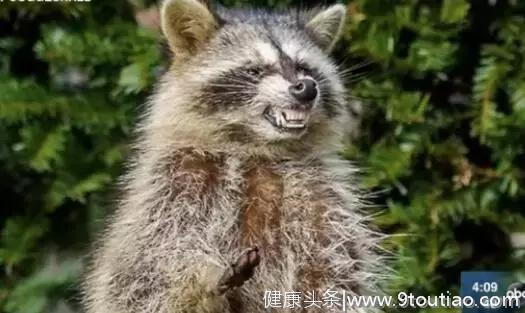 美国芝加哥频现“僵尸”浣熊：露出牙齿、眼睛发光