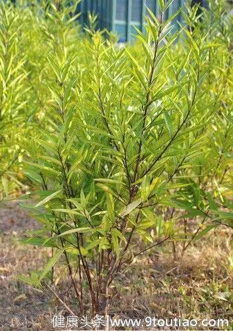 接骨草，见过吗？续筋接骨，用于跌打损伤，筋伤骨折，风湿骨痛