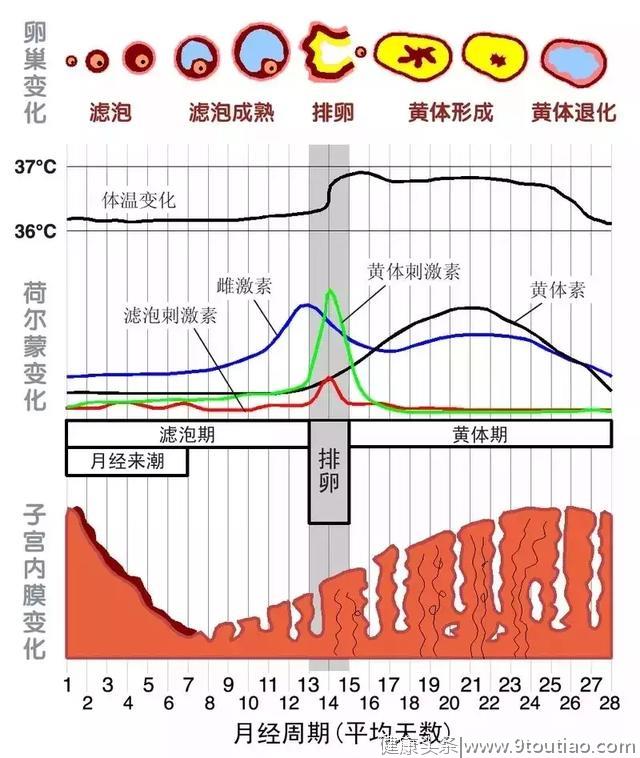 “38岁，子宫肌瘤61个”：女人幸福的第一步，永远是健康