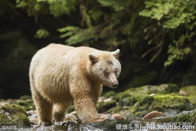 心理测试：如果迷路了你会跟哪个动物问路？测你向往的新婚生活？