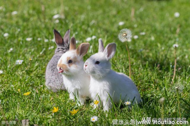 心理测试：如果迷路了你会跟哪个动物问路？测你向往的新婚生活？