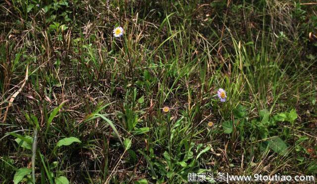 灯盏花，见过吗？蒸蛋服，治中风偏瘫，胸痹心痛，风湿痹痛，牙痛