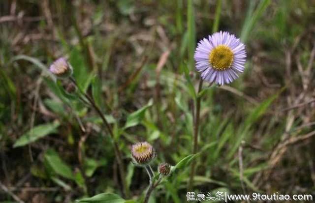 灯盏花，见过吗？蒸蛋服，治中风偏瘫，胸痹心痛，风湿痹痛，牙痛