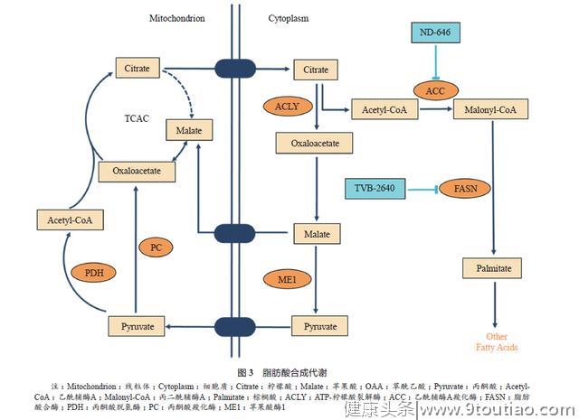 肿瘤代谢研究及其临床应用展望