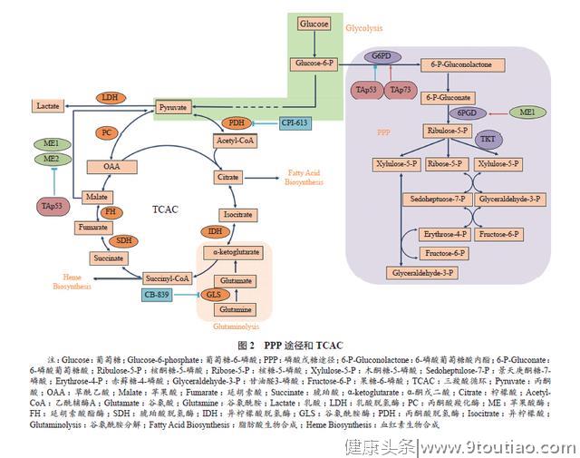 肿瘤代谢研究及其临床应用展望