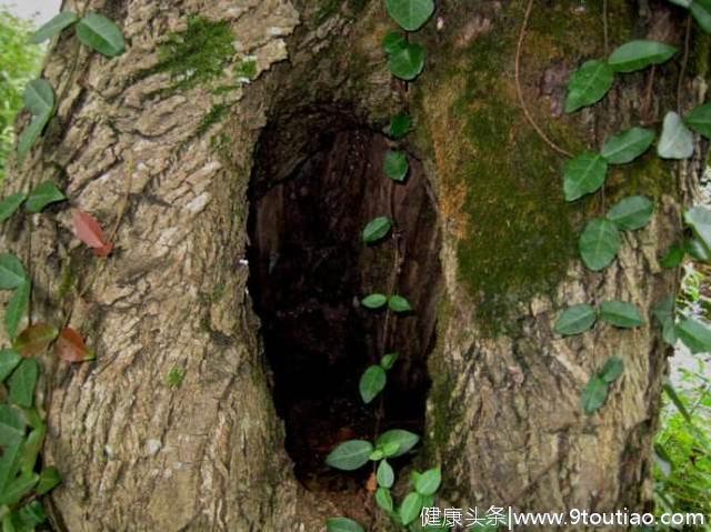 心理测试：3个不同的树洞，觉得哪个里面有秘密？测你隐藏了什么