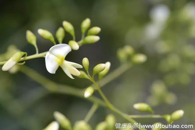 初夏养生，别错过1菜1花1果！男女都该多吃