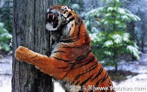 说个“笑话”：一只老虎抑郁了