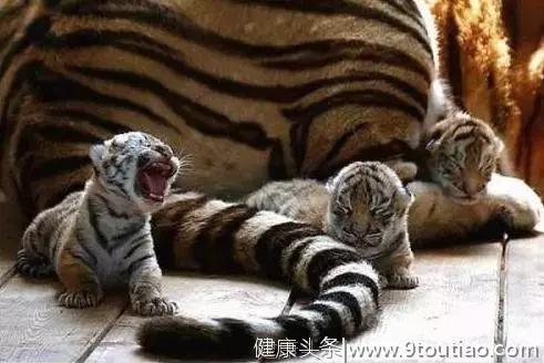 说个“笑话”：一只老虎抑郁了