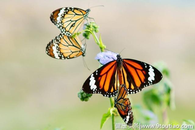 心理测试：觉得哪一对蝴蝶最恩爱？测试你以后会遇上怎样的爱情！