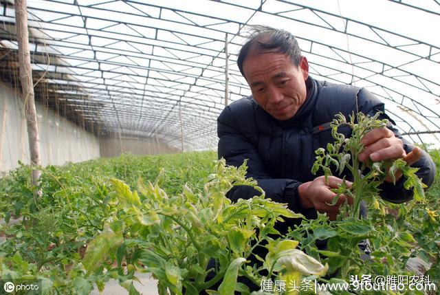 这个药专治植物“癌症”，防治最彻底，效果最好