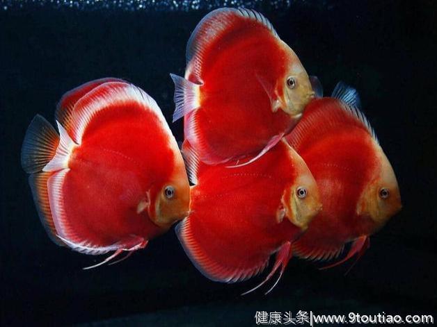 七彩神仙鱼喜欢吃什么食物