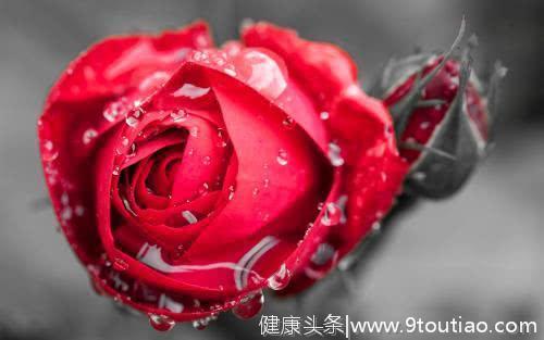 心理测试：你最喜欢哪一束玫瑰花？测你会被哪一种男人捧在手心