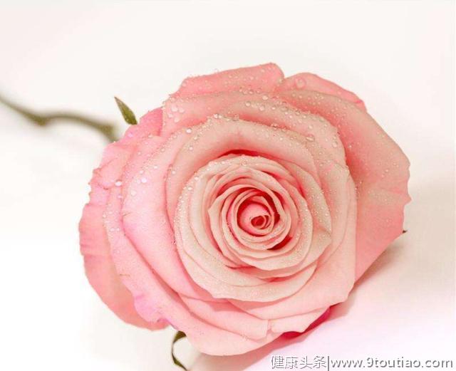 心理测试：选择一朵你最喜欢的玫瑰，测你命中注定的TA是谁？
