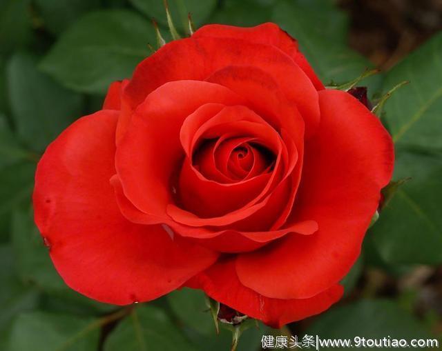 心理测试：选择一朵你最喜欢的玫瑰，测你命中注定的TA是谁？