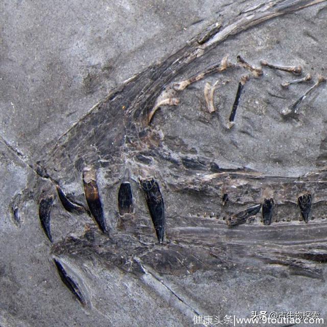 科学家告诉你1.9亿年前的翼龙吃什么