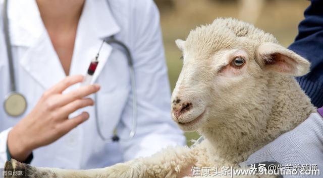 羊咳嗽、高热、肺和胸膜有炎症，羊烂肺病 得这样治！