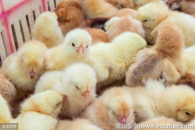 「养殖绝招」鸡感冒的特效药，最佳治疗鸡感冒的方案