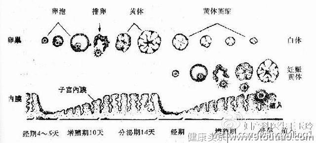 她的胎盘为何有如焊接般，与子宫密不可分？